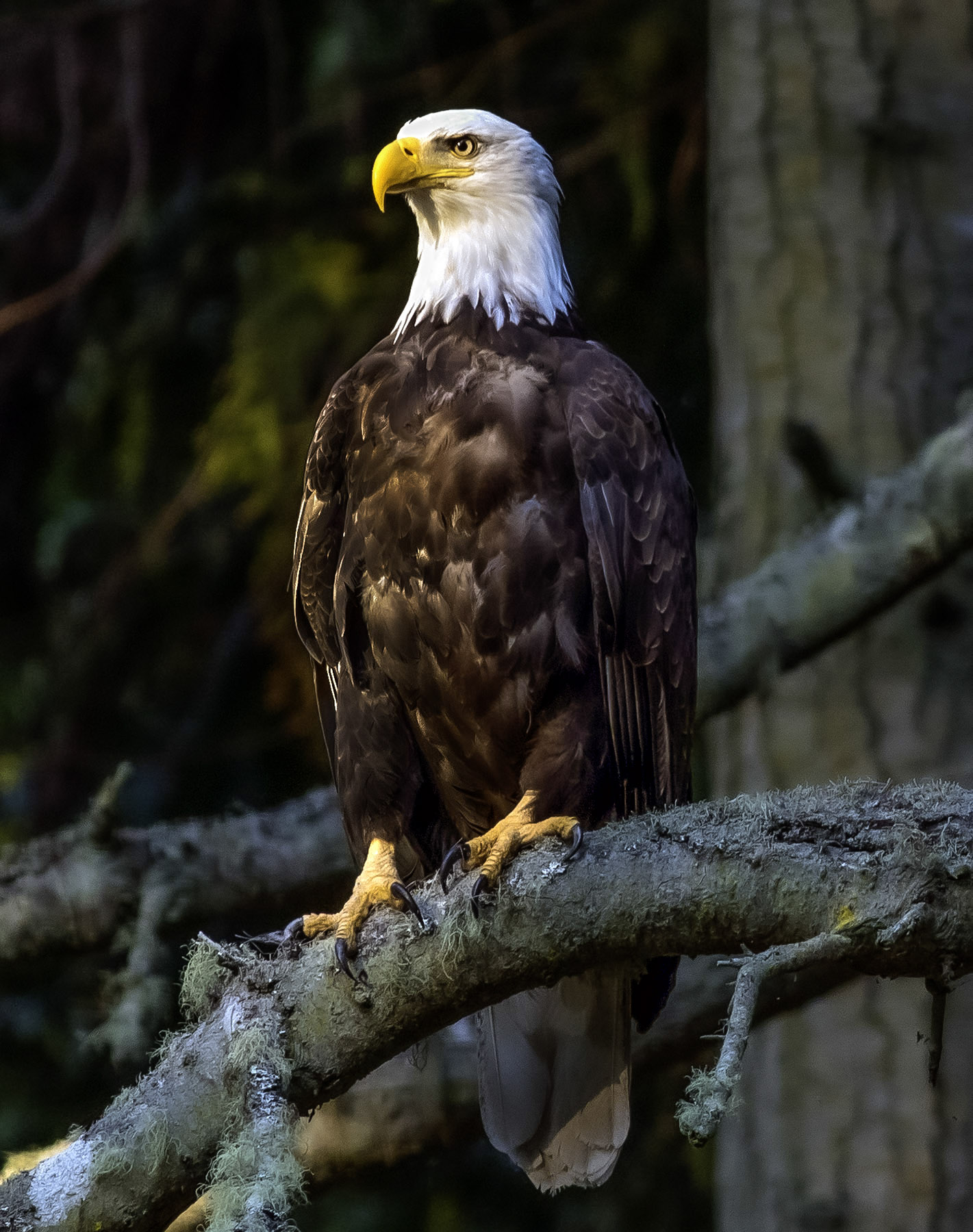 WILDLIFE