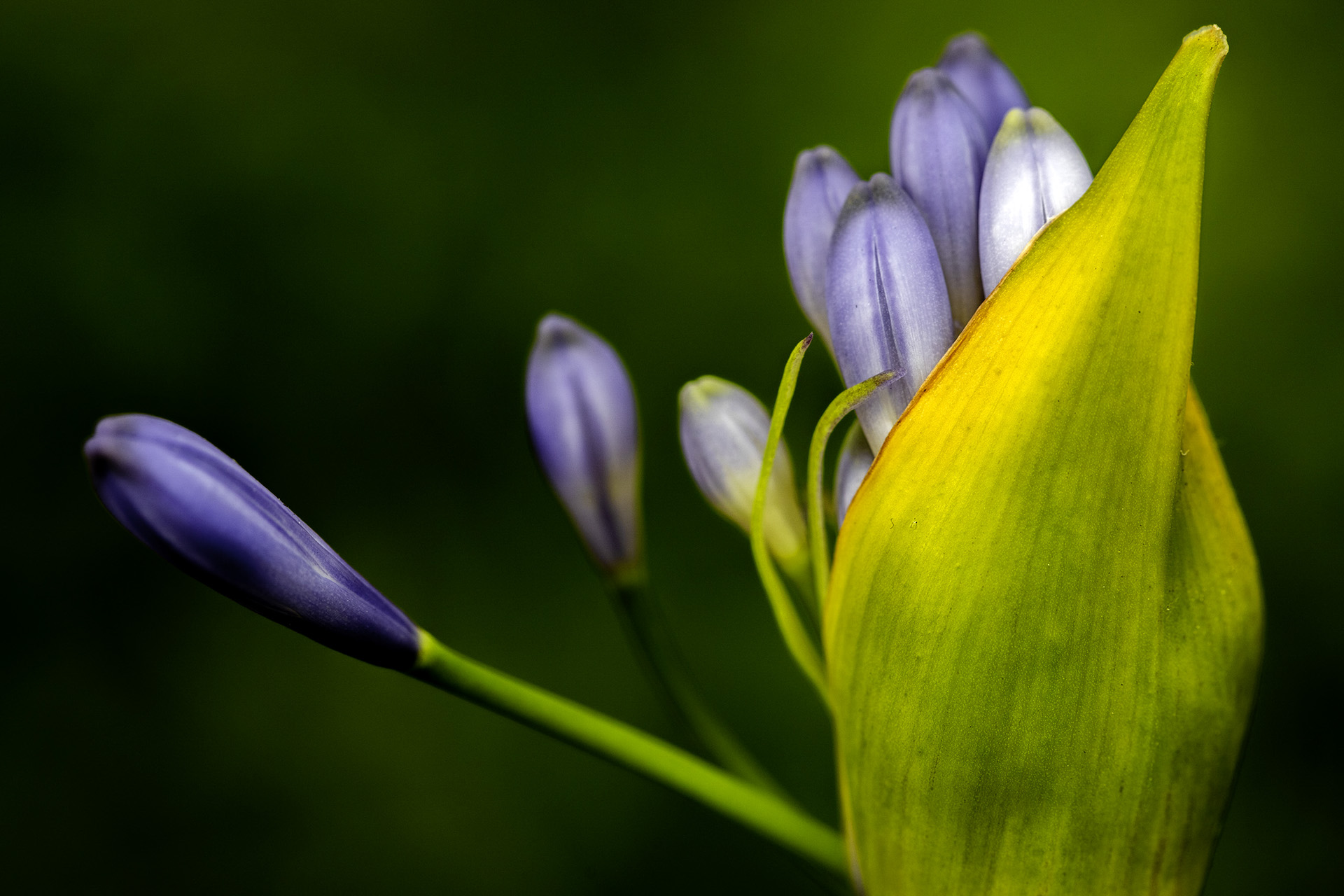 MACRO